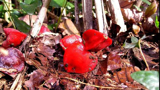 减糖新机遇非洲竹芋提取物将成食用香精