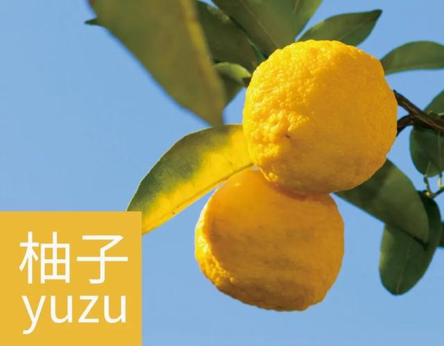 香料界新宠:YUZU日本柚子的前世今生