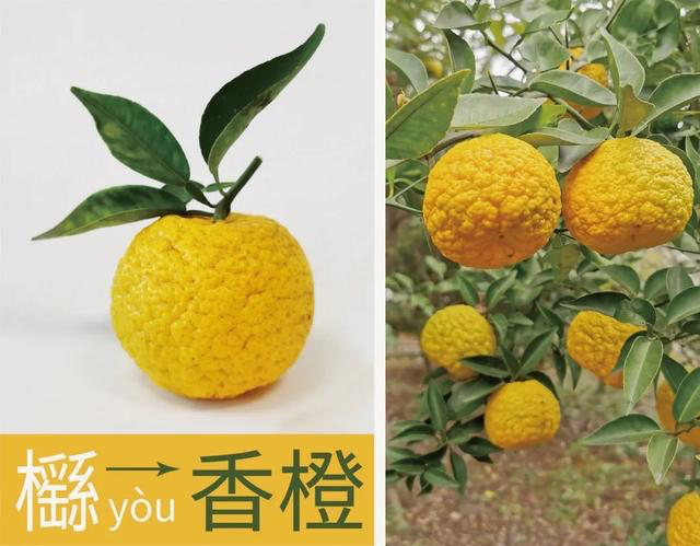 香料界新宠:YUZU日本柚子的前世今生