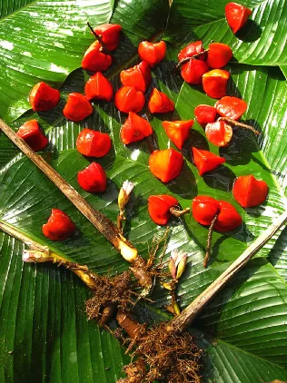 减糖新机遇非洲竹芋提取物将成食用香精