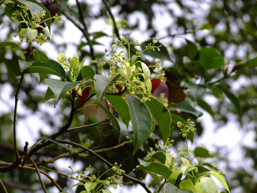 江西思派思香料提高黄樟芳樟醇提取率